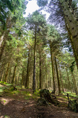 Looking up in a forest in a summer afternoon with no leaves on the tress. Low angle shot. Selective focus