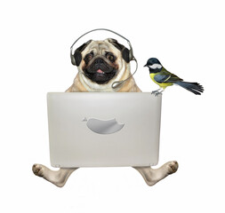 The pug dog in headphones is working with a silver laptop. A bird is sitting on the screen. White...