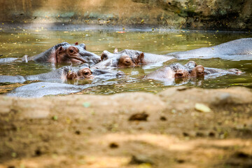 closeup four adult brown hippopotamus swimming in green pond water in zoo