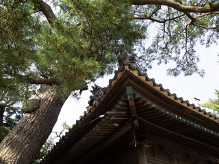 瓦屋根と松の木
