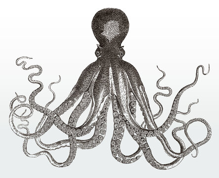 Common octopus vulgaris with eight limbs, after antique illustration from 19 C.