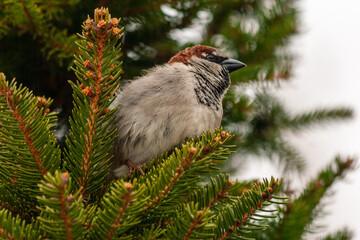 Sparrow in a pine tree
