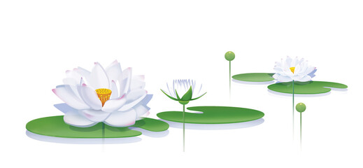 Blooming lotus with leaves and buds. Illustration. Isolated on a white background