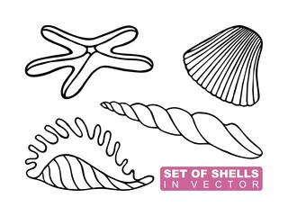 COLLECTION OF EXOTIC SHELLS ON A WHITE BACKGROUND