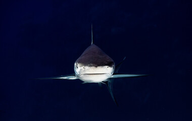 symmetrical shark underwater photography, danger reef, Exumas, Bahamas