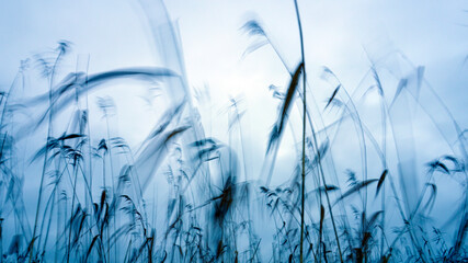 beautiful blurred background of Reeds swaying in the wind
