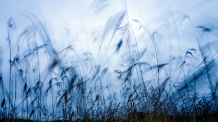 beautiful blurred background of Reeds swaying in the wind
