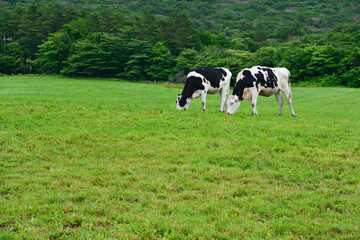 Fototapeta premium 大山のみるくの里