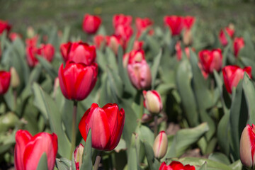tulips