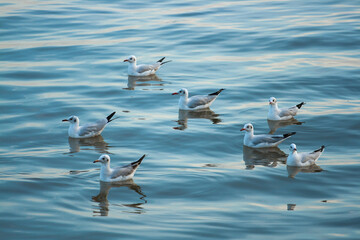 seagull on the water