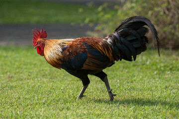 chicken on the grass field