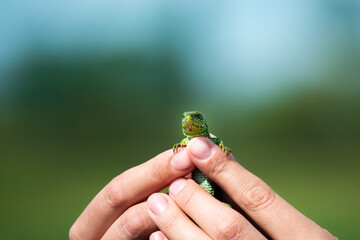 Green Lizard in female hands