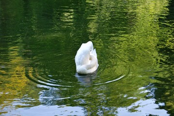 Łabędź