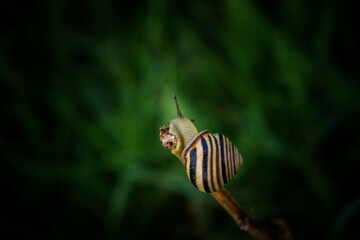 snail