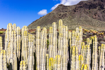  Cardon cactuses and mountains, Tenerife, Canary Islands, Spain - 361107079