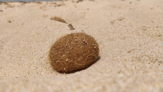 Una palla di mare sulla sabbia