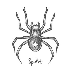 Black widow spider sketch.Hand drawn halloween bug