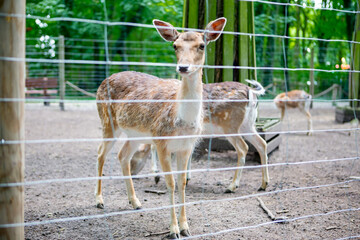 
deer in the zoo nature protection of animals