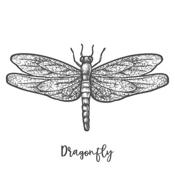 Engraved dragonfly or flying insect sketch vector