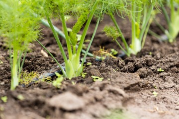 Fennel Bulb in garden bed. Annual fennel, Foeniculum vulgare azoricum. Florence or bulbing fennel. Gardening background, close up