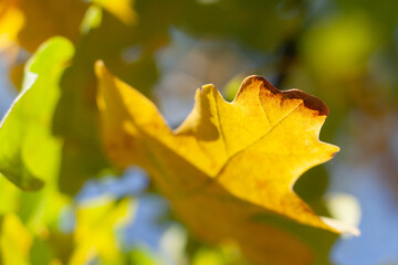 Liść żółty jesień