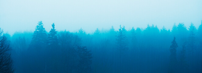 winter foggy forest background banner