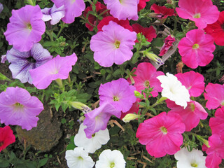 colorful petunia flowers