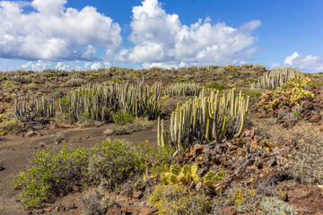 Volcanic desert landscape with cactuses and mountains, Tenerife, Canary Islands, Spain - 361108202