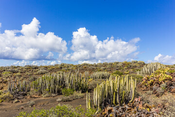 Volcanic desert landscape with cactuses and mountains, Tenerife, Canary Islands, Spain - 361108223