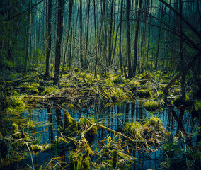swamp in the woods - obrazy, fototapety, plakaty
