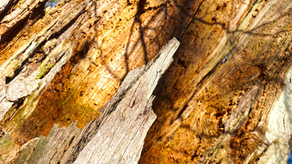 Touchwood texture. Cracked wood pattern. Rotted wood background.