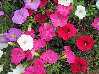 colorful petunia flowers