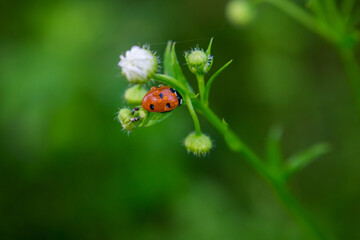 
ladybug