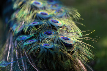 Colorful patterns of thousands of beautiful birds