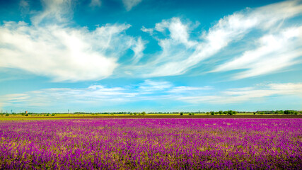 Fototapeta na wymiar lavender field with blue sky and clouds