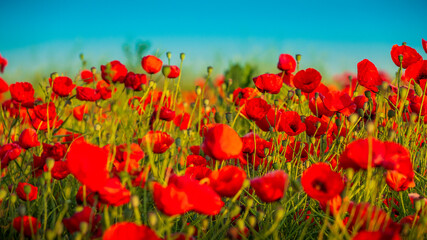 Fototapeta premium pole czerwonych maków błękitne niebo