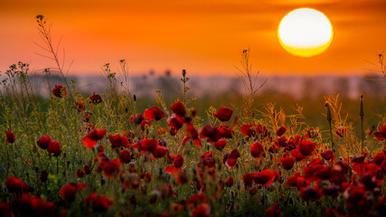 poppy field at sunrise