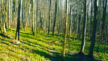 sunny spring day in the forest