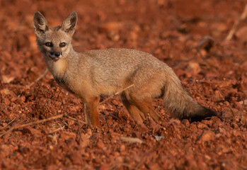 a cute Indian jackal in a farm