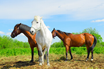 Three adult mares are standing on the pasture in sunny weather.