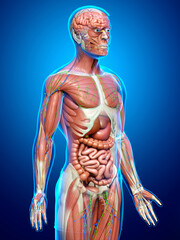3d rendered medically accurate of the male anatomy