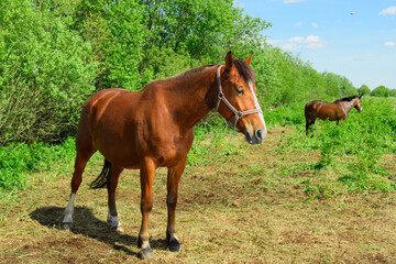 The bay pregnant mare of the breed of trotter is standing in outdoors.