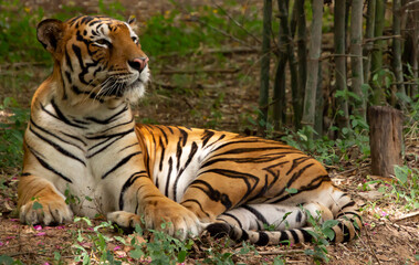 Fototapeta na wymiar a royal indian tiger in a reserve forest