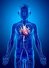 3d rendered medically accurate illustration of a boy Veins anatomy