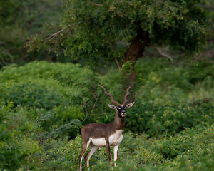 a beautiful male black buck in a forest