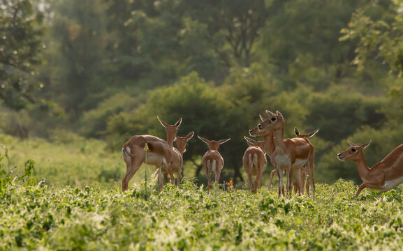 a herd of female black bucks in forest