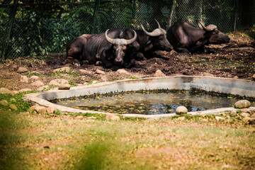 three big adult brown buffalos resting in group next to small green pond