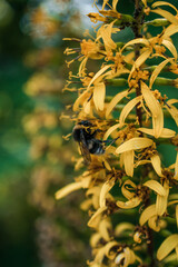 Summer yellow flower and bee