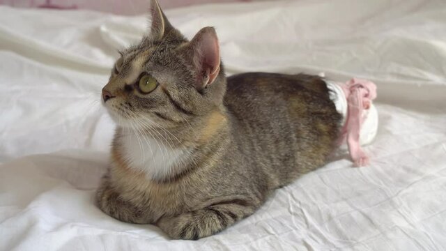 A disabled cat is lying on a bed with a broken spine in a disposable diaper.