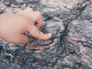 Child's hand pointing at a tree trunk in the forest.